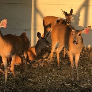 Meet your Posher, Shelly